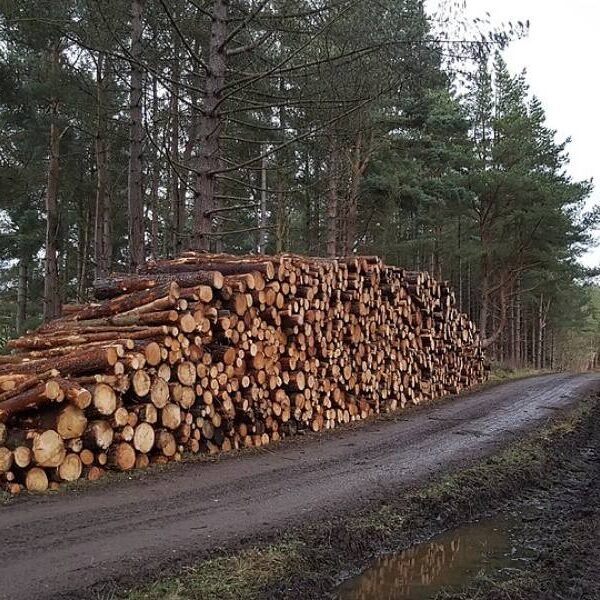 Grumes d'épicéa PEFC – camion de 60 m³