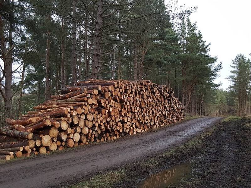 Grumes d'épicéa PEFC – camion de 60 m³
