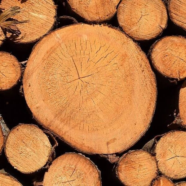Grumes de pin sylvestre PEFC – camion de 60 m³